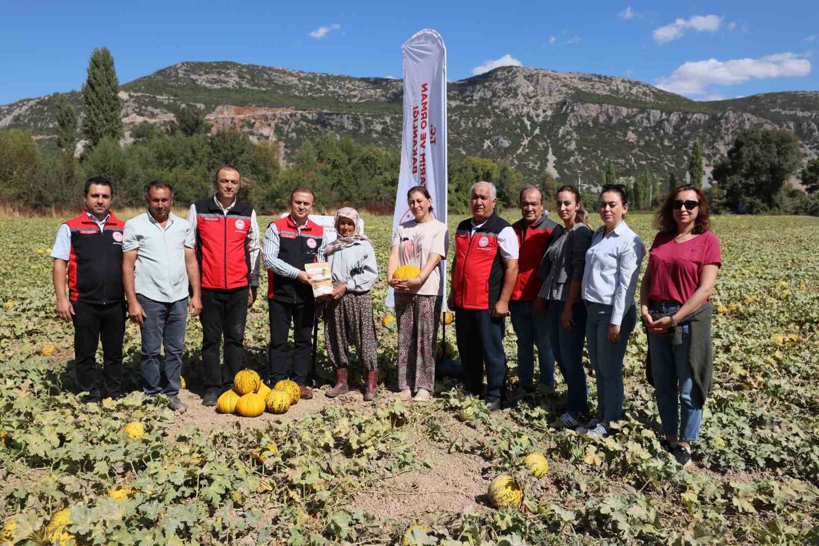 Muğla Menteşe Karabağlar Yaylası'nda Kavun Hasadı
