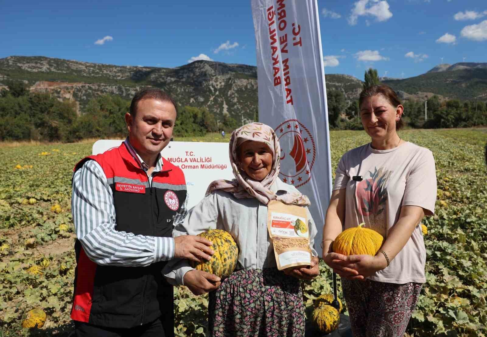 Muğla Menteşe Karabağlar Yaylası'nda Kavun Hasadı2