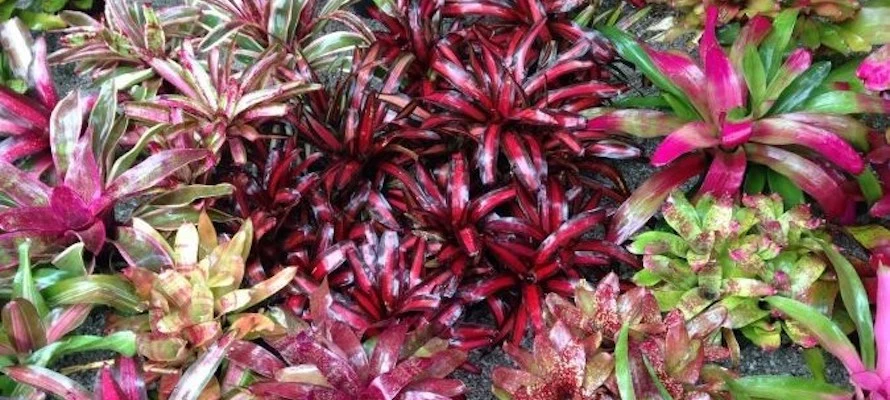Neoregelia