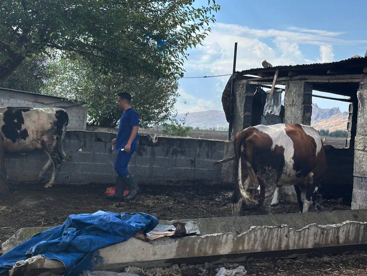 Osmaniye Kadirli’de Şap Aşısı Çalışması Sürüyor2