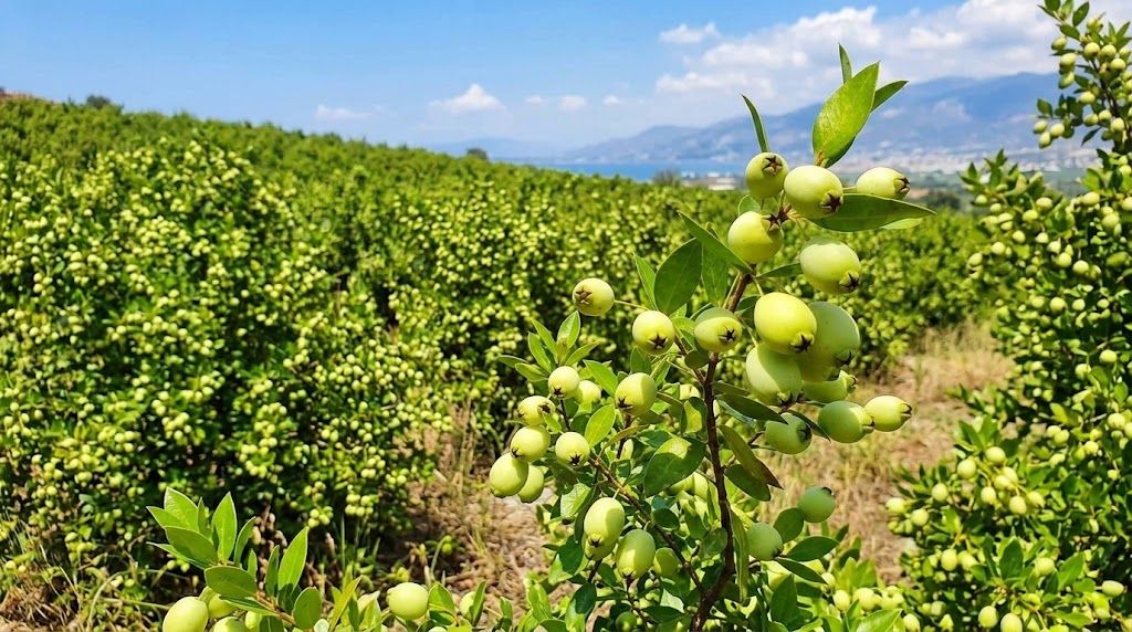Osmaniye’de Akdeniz’in Kokulu Hazinesi Murt Dikkat Çekiyor1