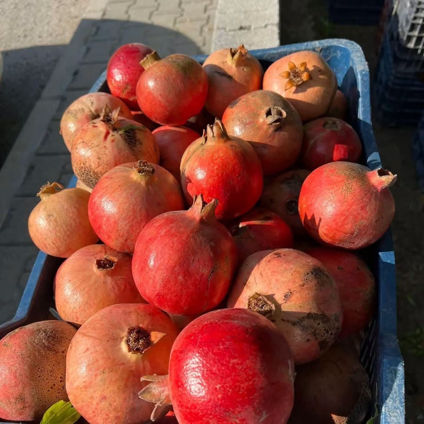 Osmaniye’de Ev Yapımı Katkısız Nar Ekşisinin Sırrı (5)
