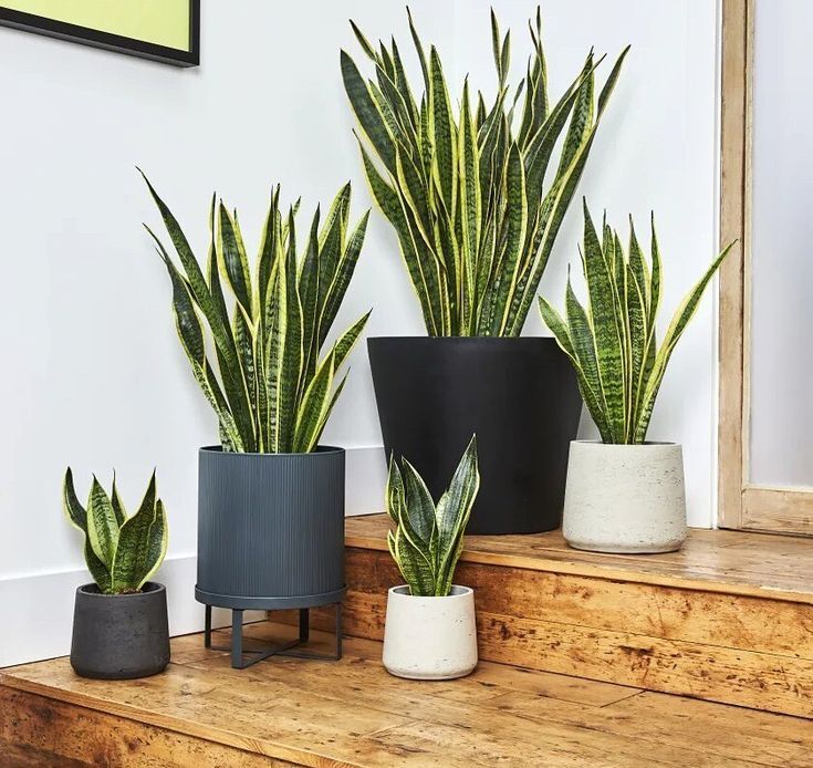 Sansevieria Trifasciata (Paşa Kılıcı)