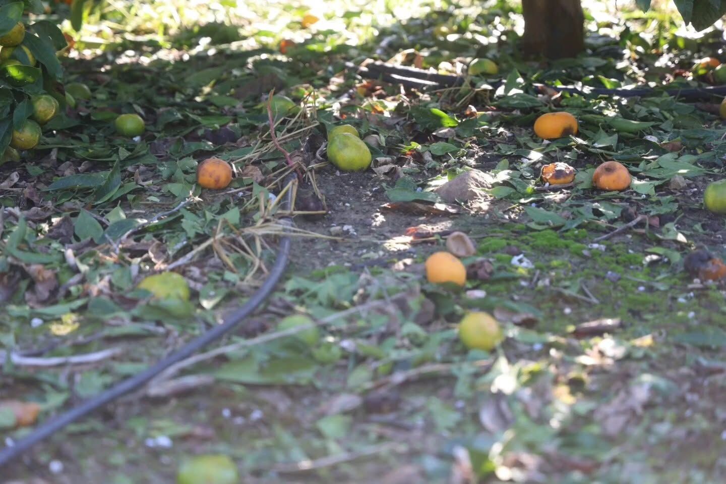 Arsuz’da Dolu 25 Dönümlük Mandalina Bahçesini Vurdu