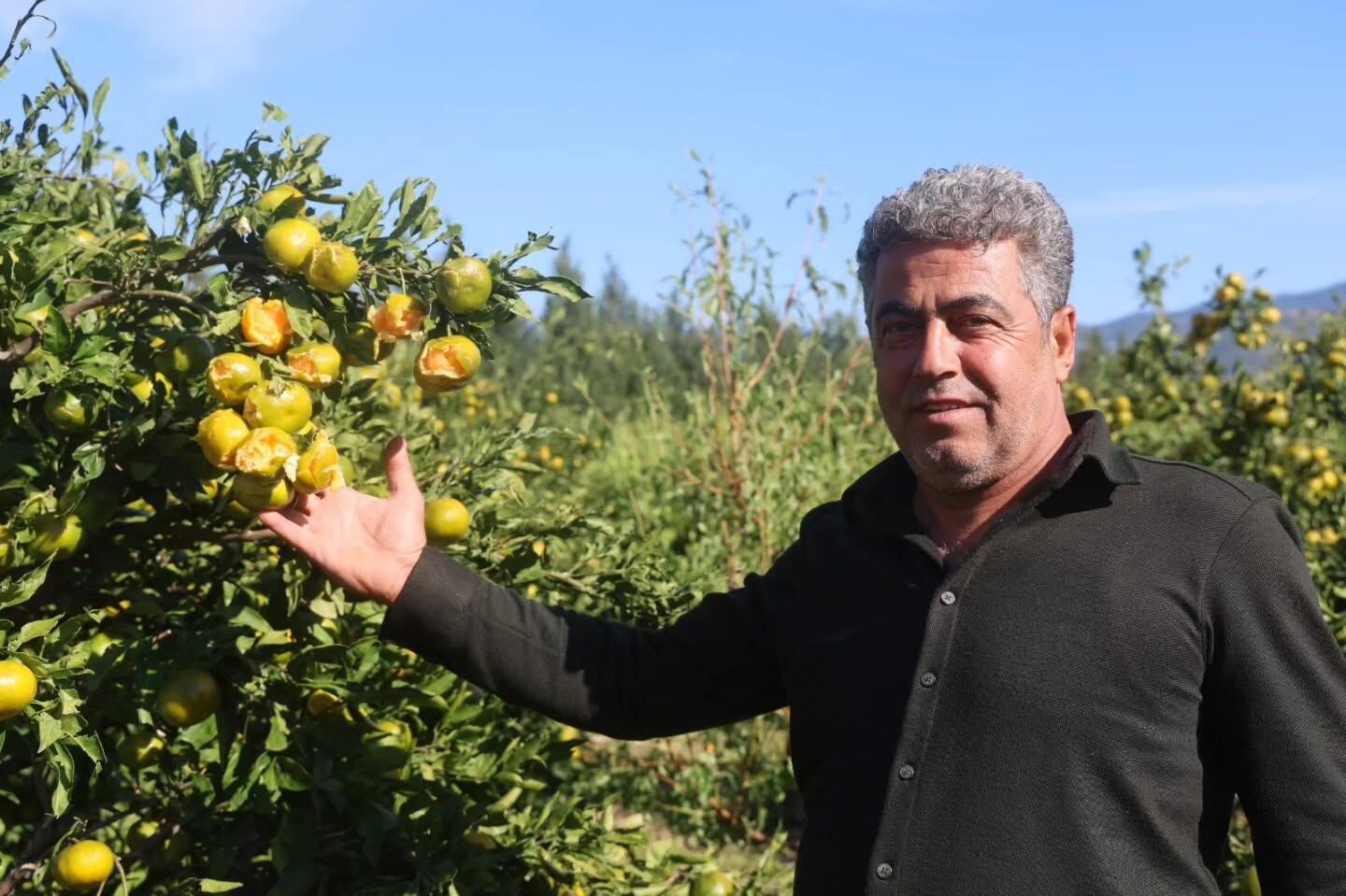 Arsuz’da Dolu 25 Dönümlük Mandalina Bahçesini Vurdu