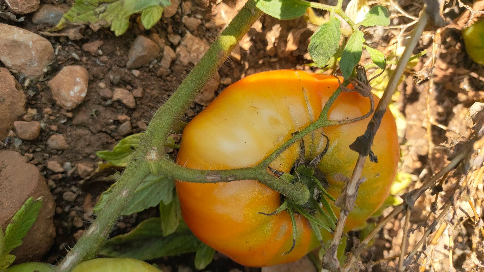 Adana Saimbeyli’de Yayla Domatesinde Son Hasat2
