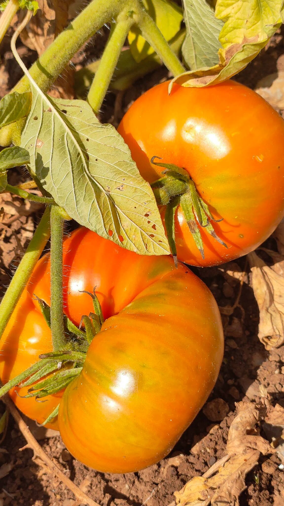 Adana Saimbeyli’de Yayla Domatesinde Son Hasat4