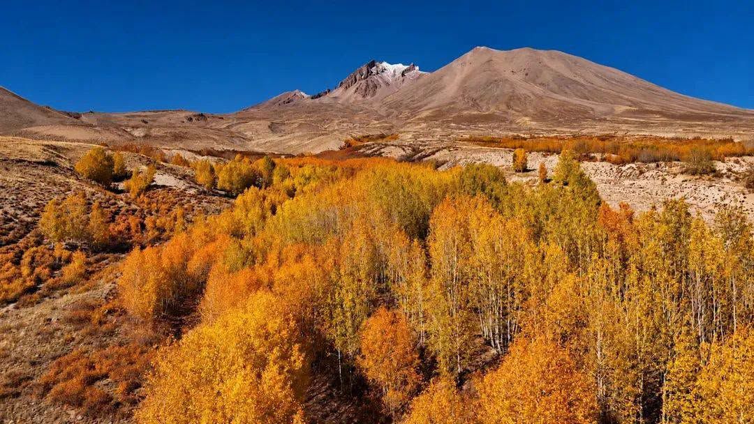Erciyes'te Çot Kavakların İlginç Hikâyesi3