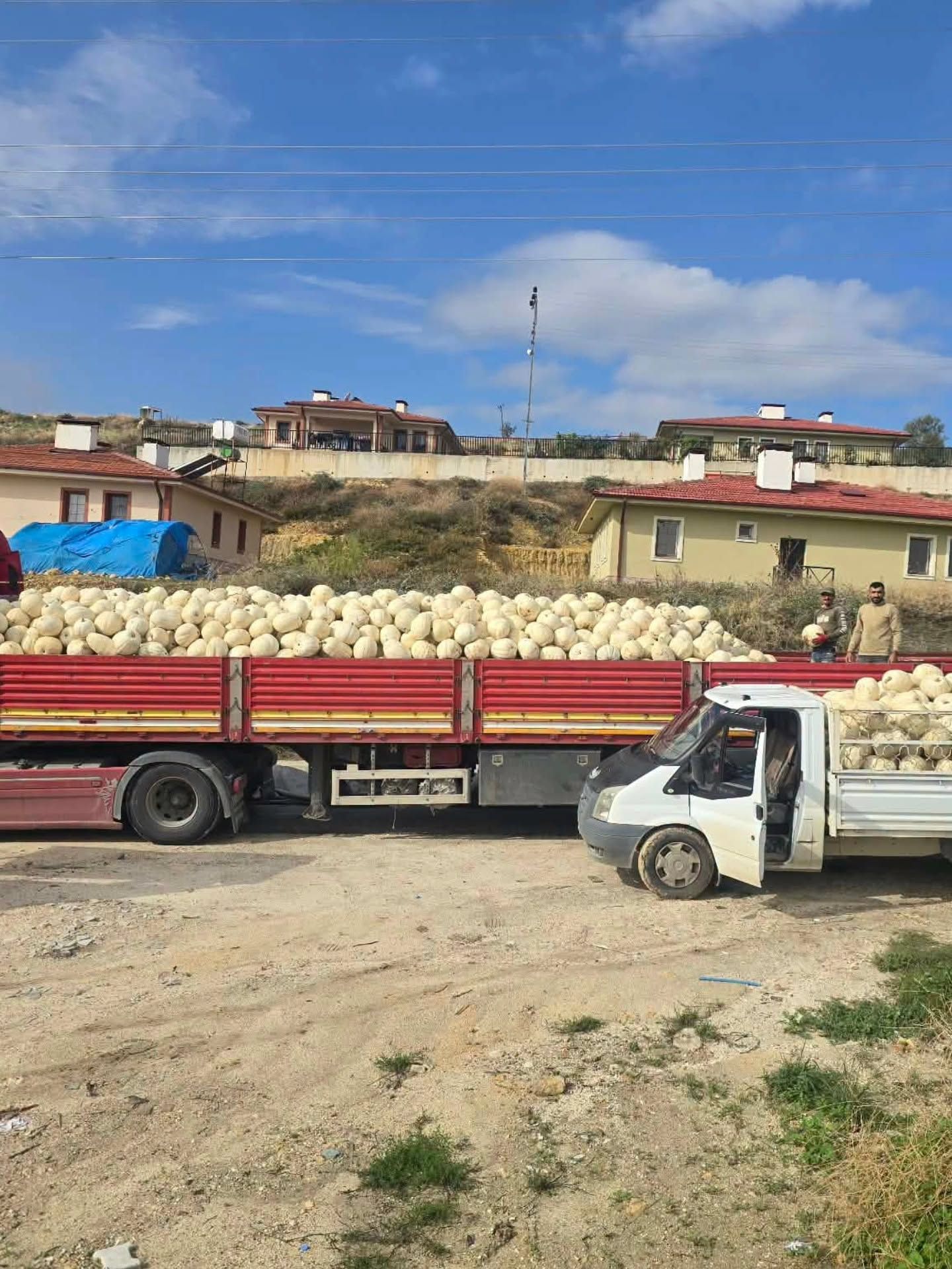 Hatay Altınözü Akdarı’nda Beyaz Kabak Hasadı Başladı4