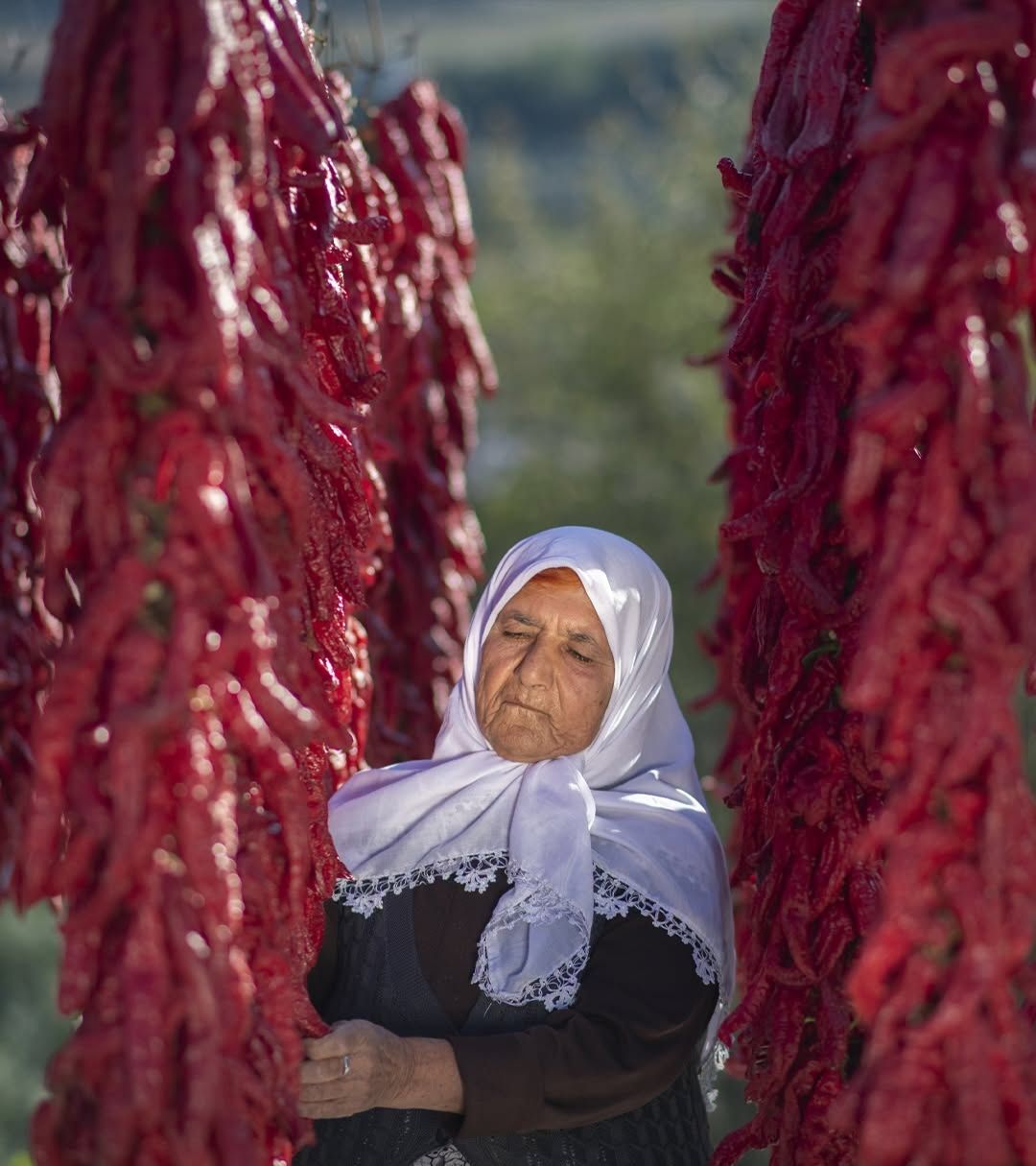 Hatay Altınözü’nde Kışlık Biberler Güneşte Kurutuluyor1