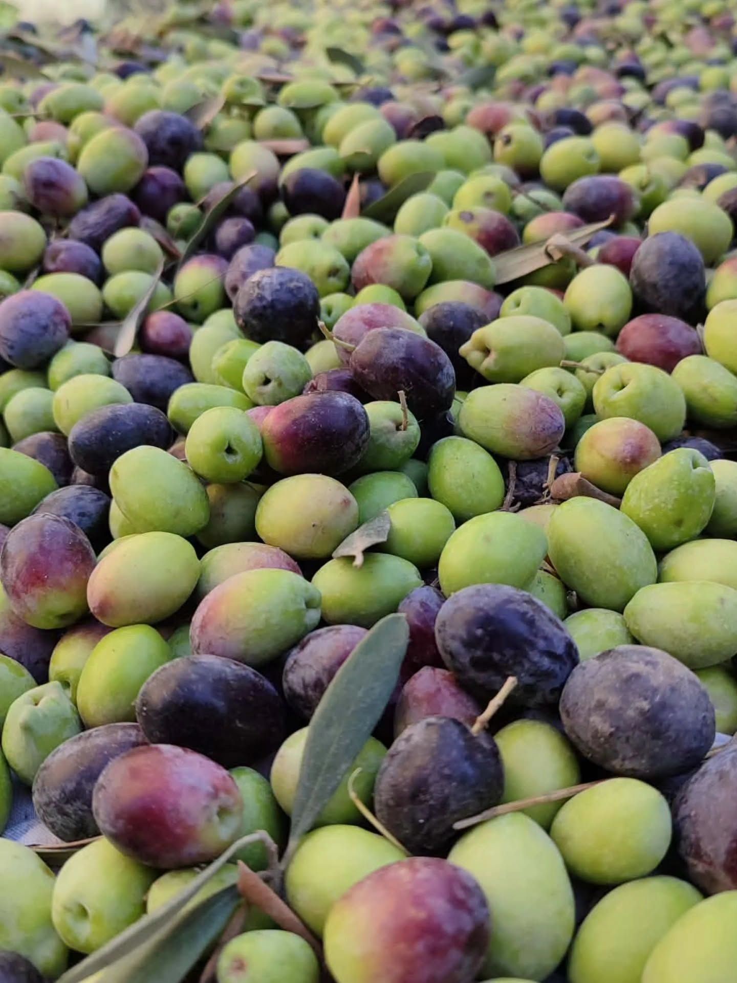 Hatay Kumlu'da Zeytin Hasadı Başladı2
