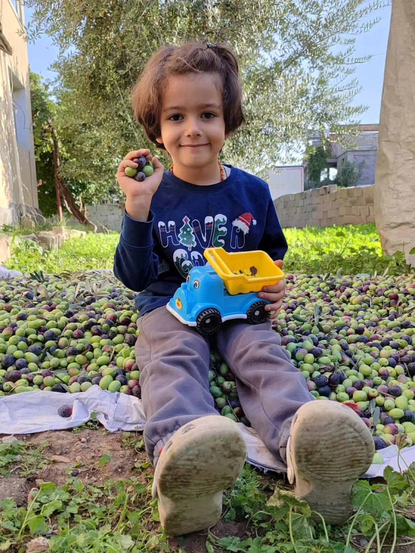 Hatay Kumlu'da Zeytin Hasadı Başladı3