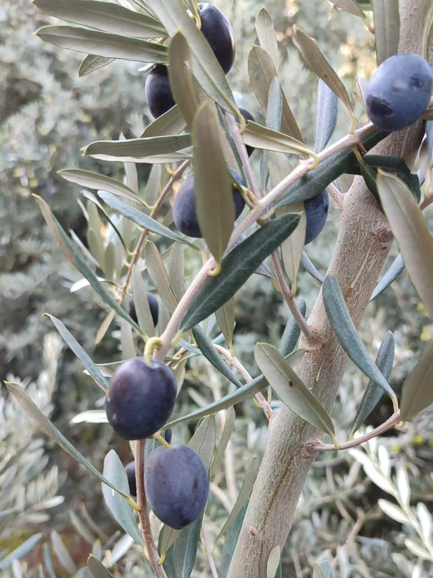 Hatay Kumlu'da Zeytin Hasadı Başladı4