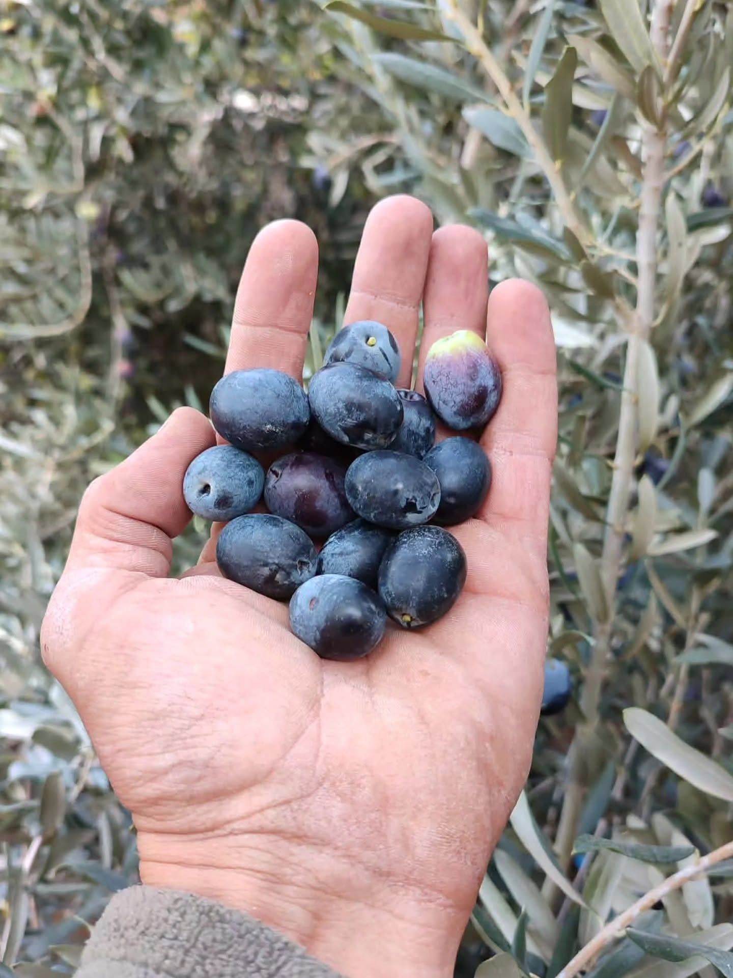 Hatay Kumlu'da Zeytin Hasadı Başladı5