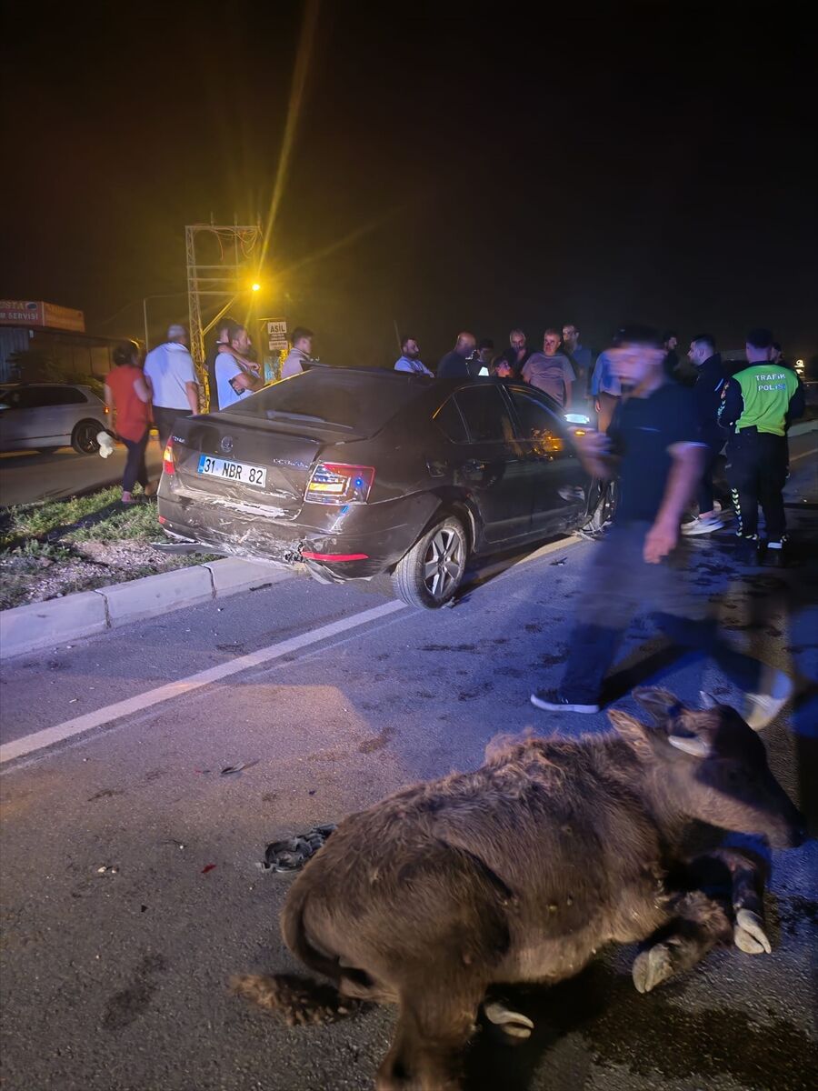 Hatay'da büyükbaş hayvanlara çarpan otomobilin sürücüsü yaralandı