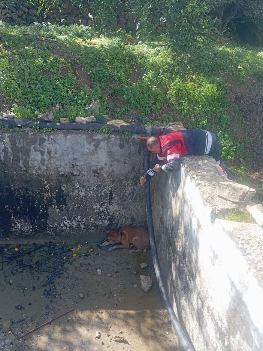 Hatay’da İtfaiye Ekipleri Mahsur Kalan Hayvanları Kurtardı1