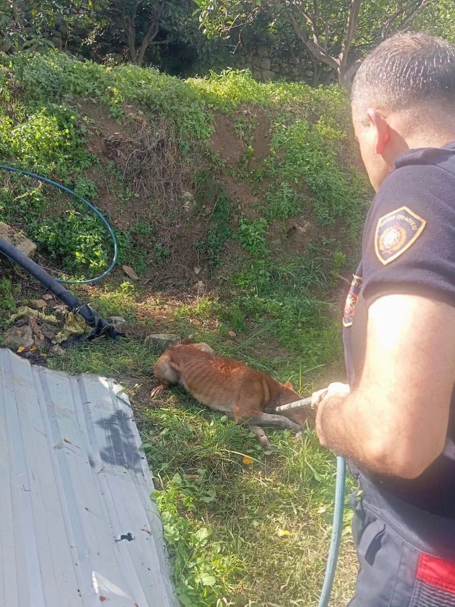 Hatay’da İtfaiye Ekipleri Mahsur Kalan Hayvanları Kurtardı2