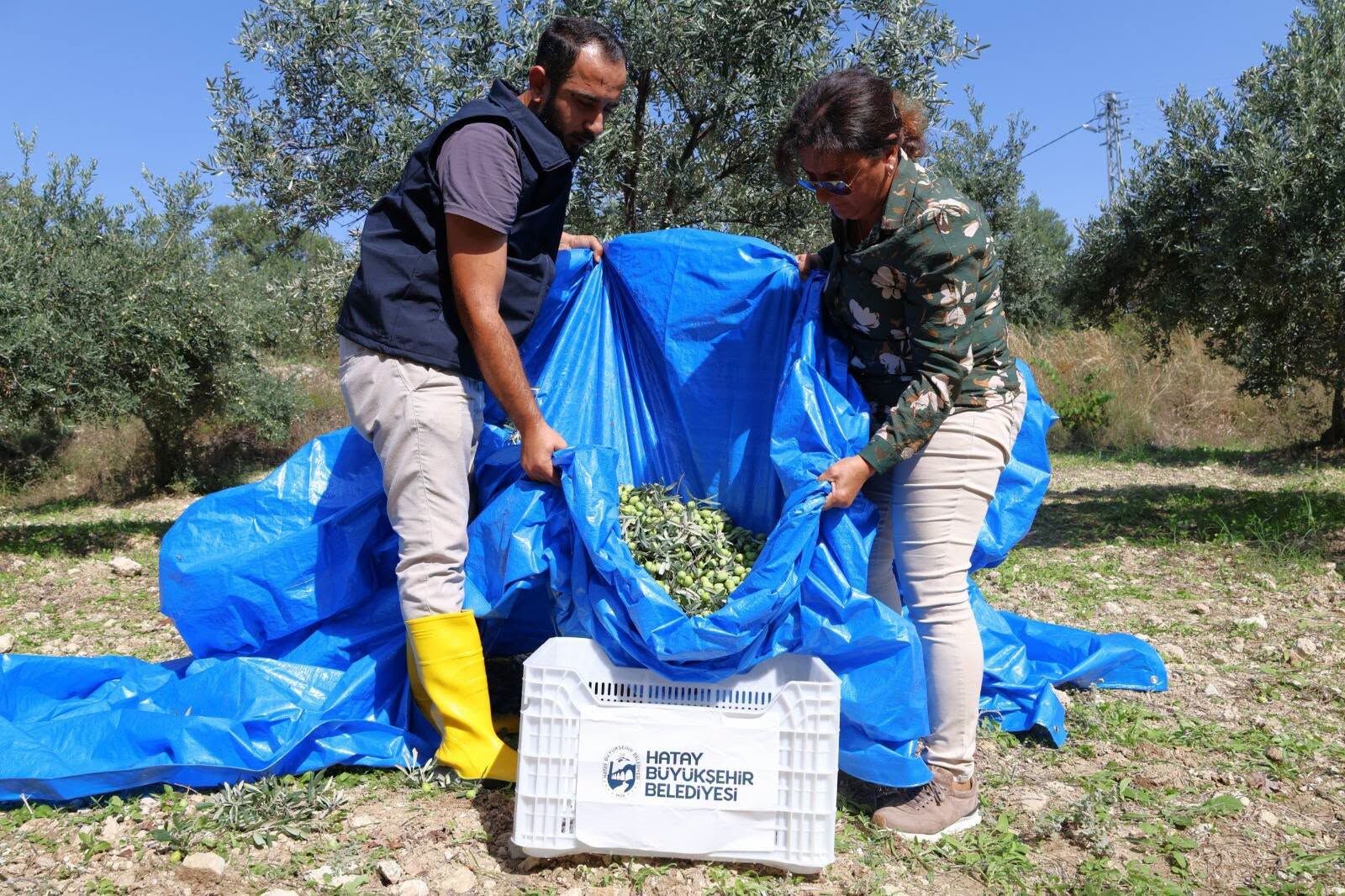 Hatay’da Zeytin Üreticilerine 820 Hasat Seti Desteği2