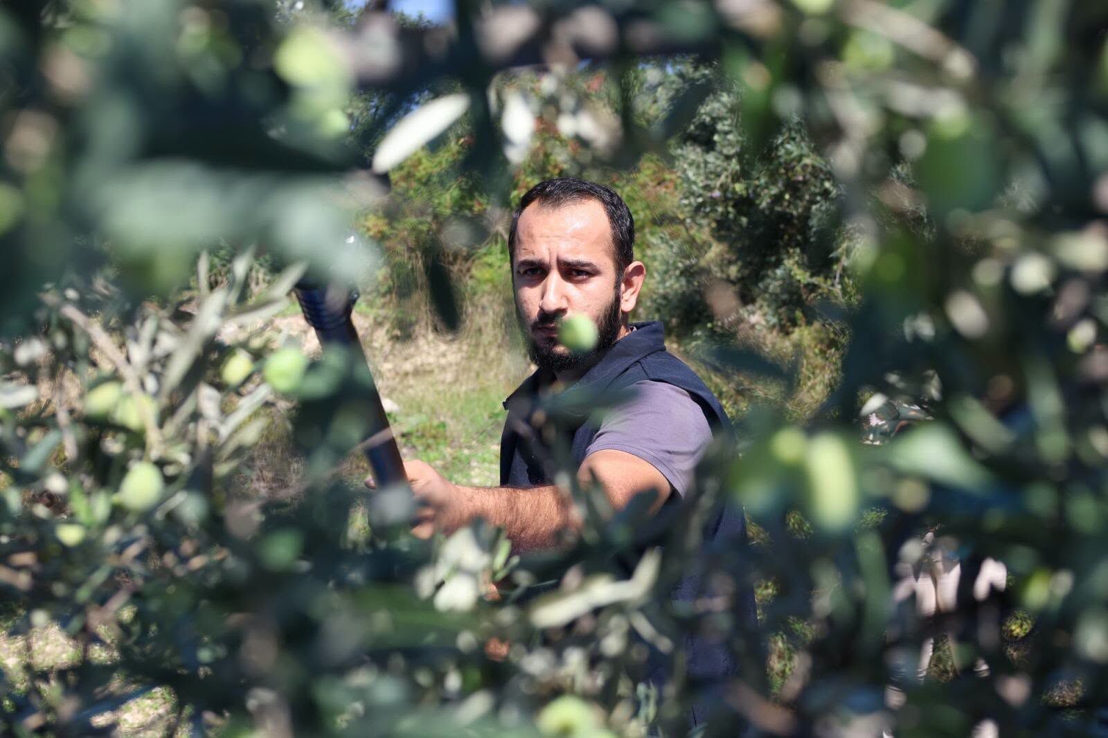 Hatay’da Zeytin Üreticilerine 820 Hasat Seti Desteği4