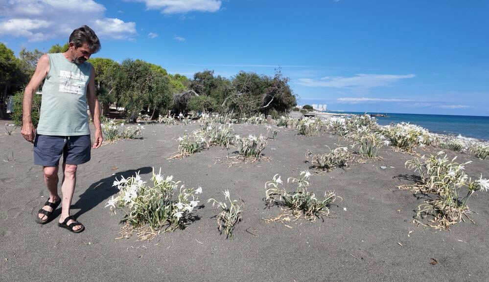 Mersin Sahillerinde Kum Zambakları Açtı4