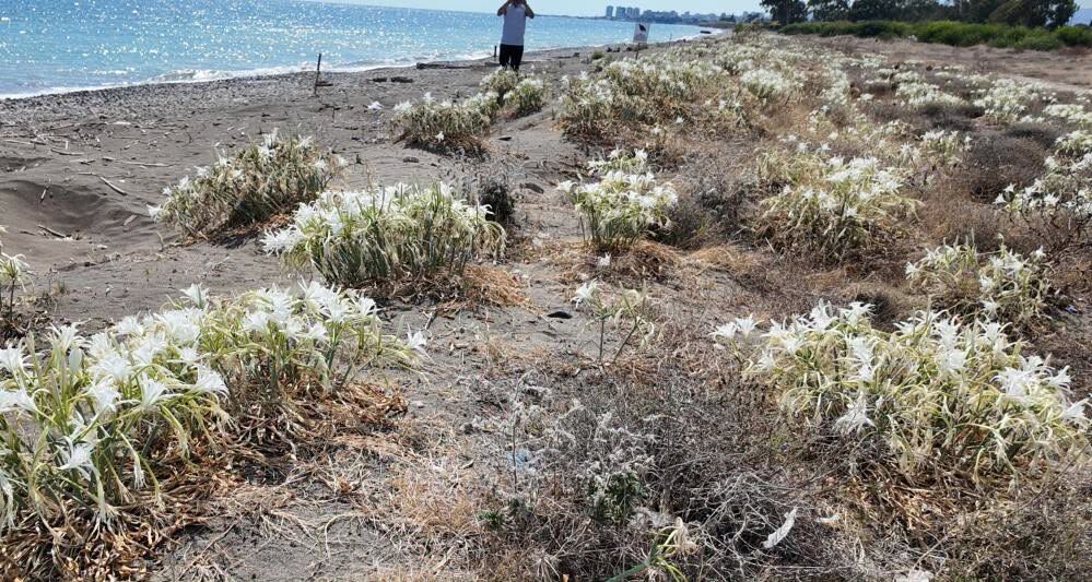 Mersin Sahillerinde Kum Zambakları Açtı5