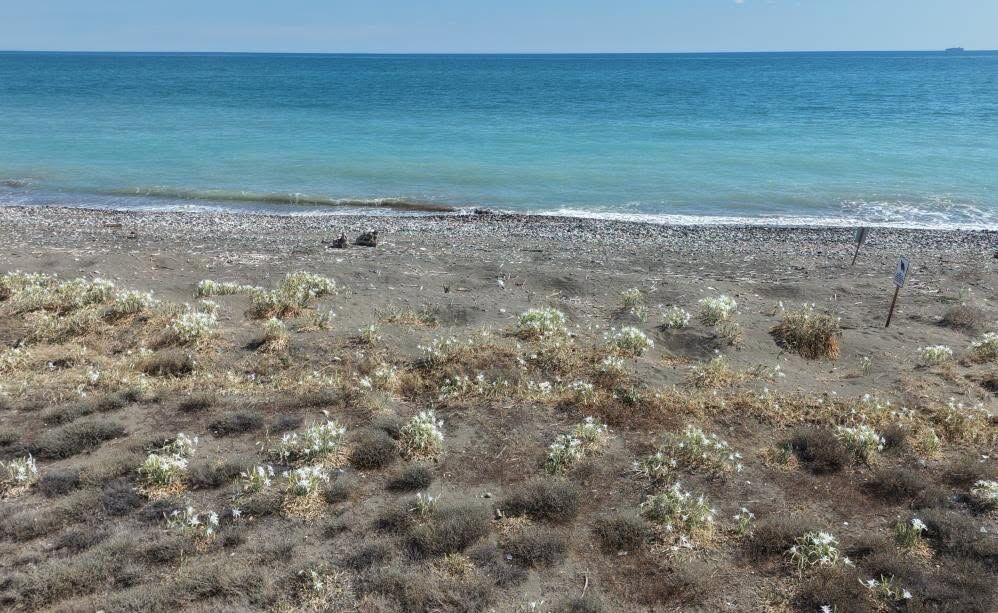 Mersin Sahillerinde Kum Zambakları Açtı6
