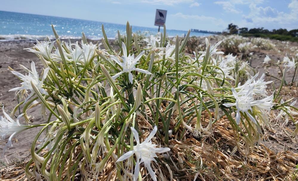 Mersin Sahillerinde Kum Zambakları Açtı7
