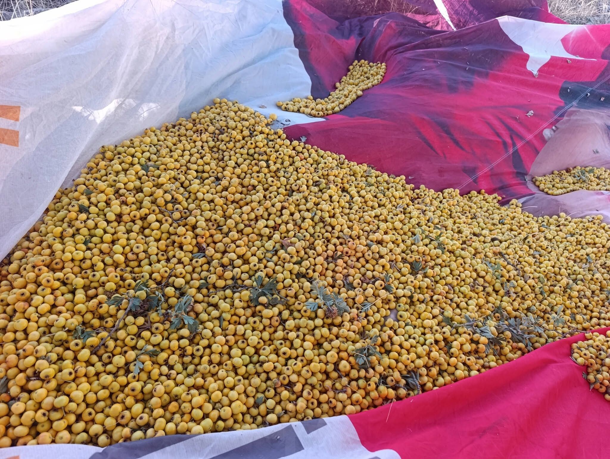 Niğde