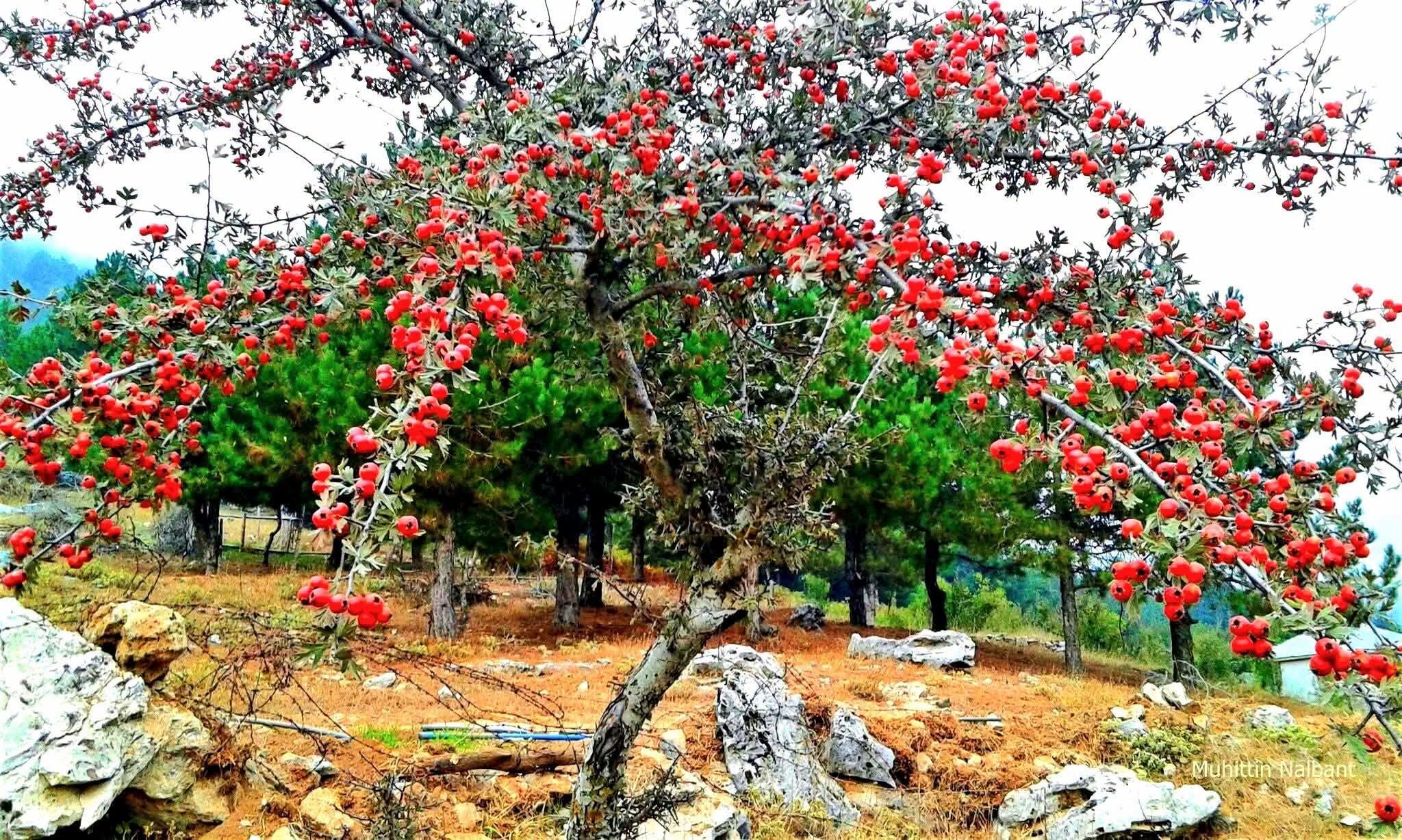 Osmaniye Amanoslarında Alıç Zamanı (4)