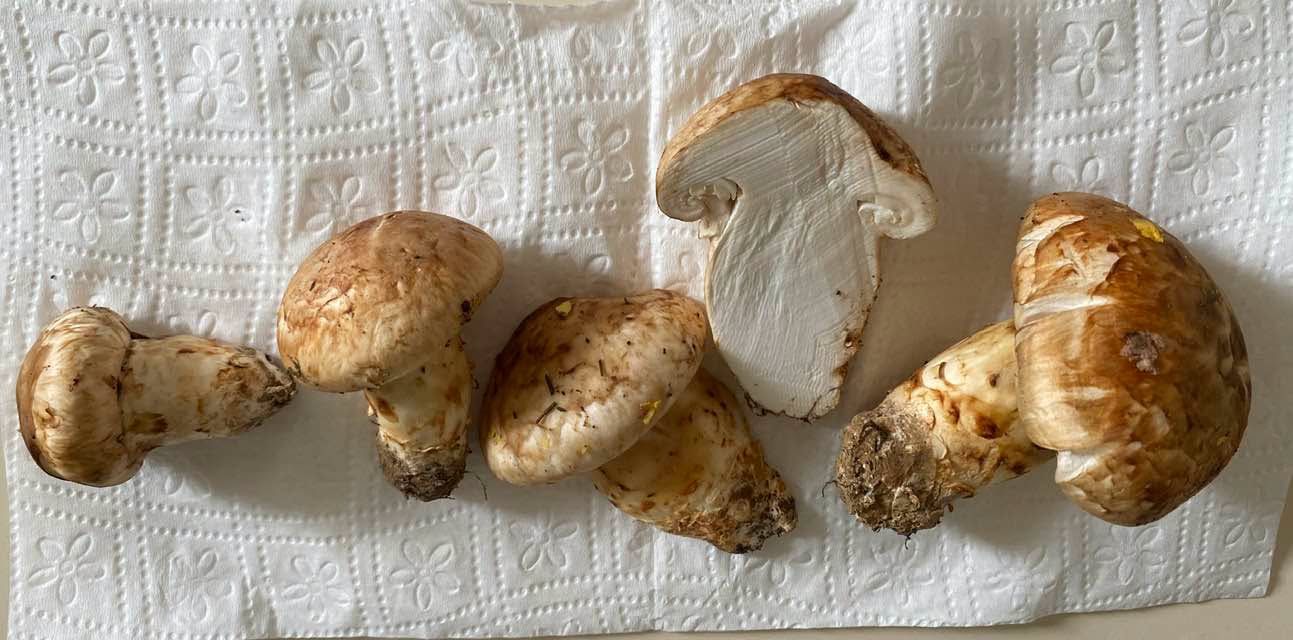 Osmaniye Amanosları’nda Anadolu Matsutakesi Bulundu