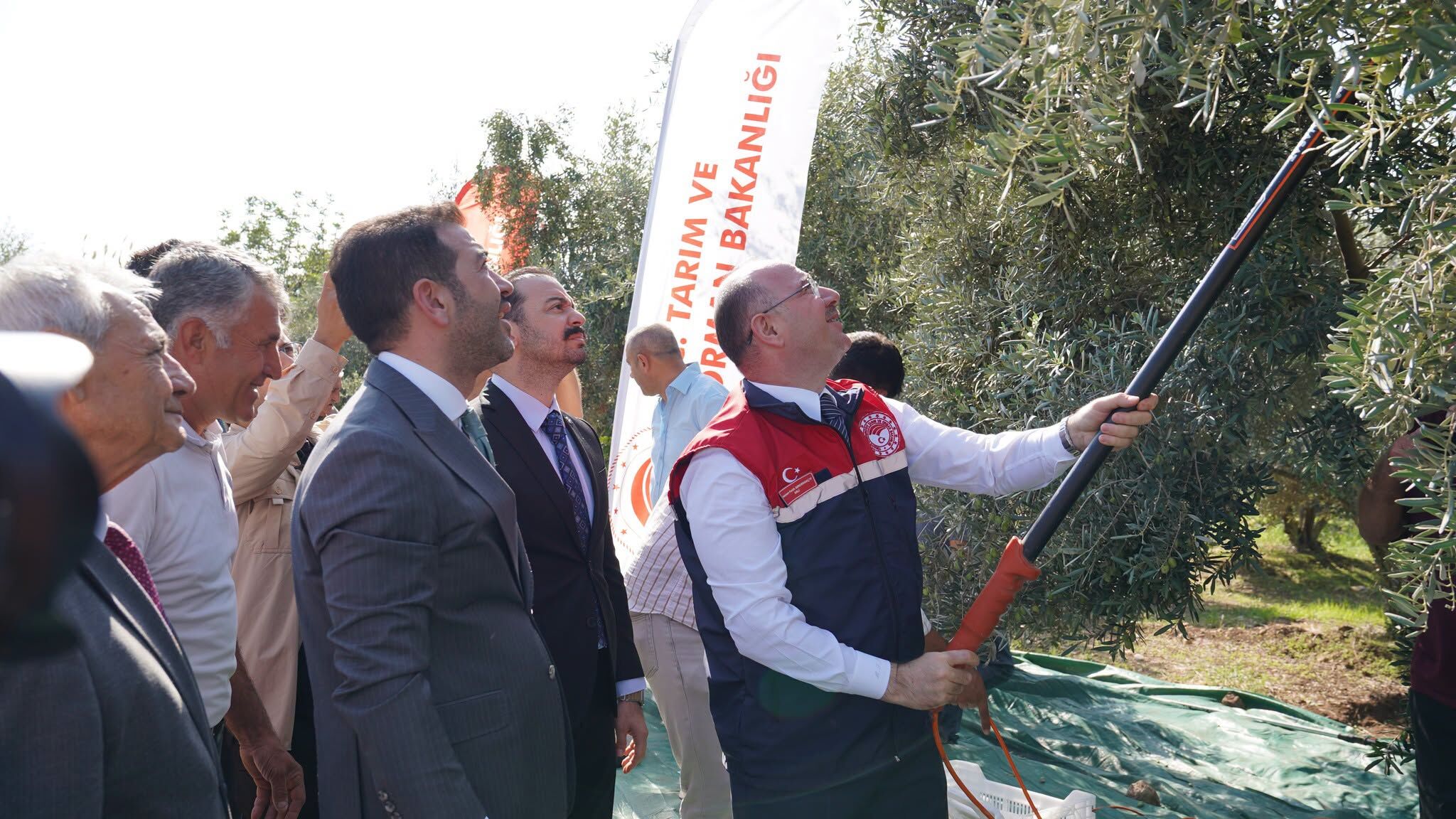 Osmaniye Kazmaca’da Zeytin Hasadı Törenle Başladı3