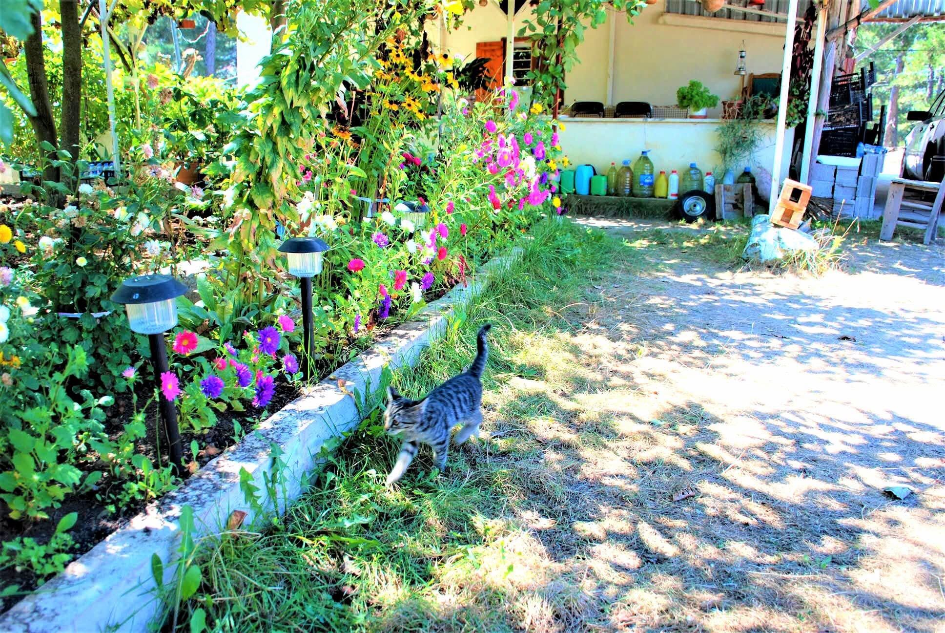 Osmaniye Mitisin Yaylası’ndan Sonbahar Manzaraları2