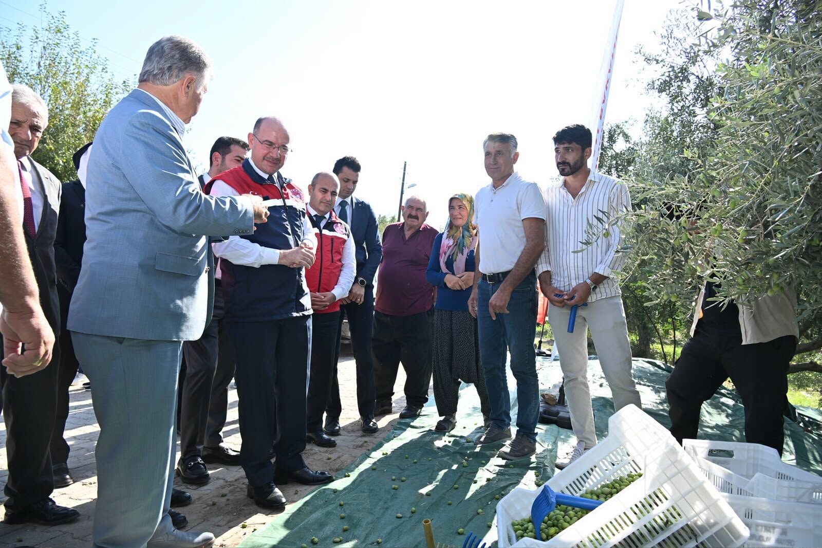 Osmaniye Valisi Serdengeçti Zeytin Rekoltesini Açıkladı1