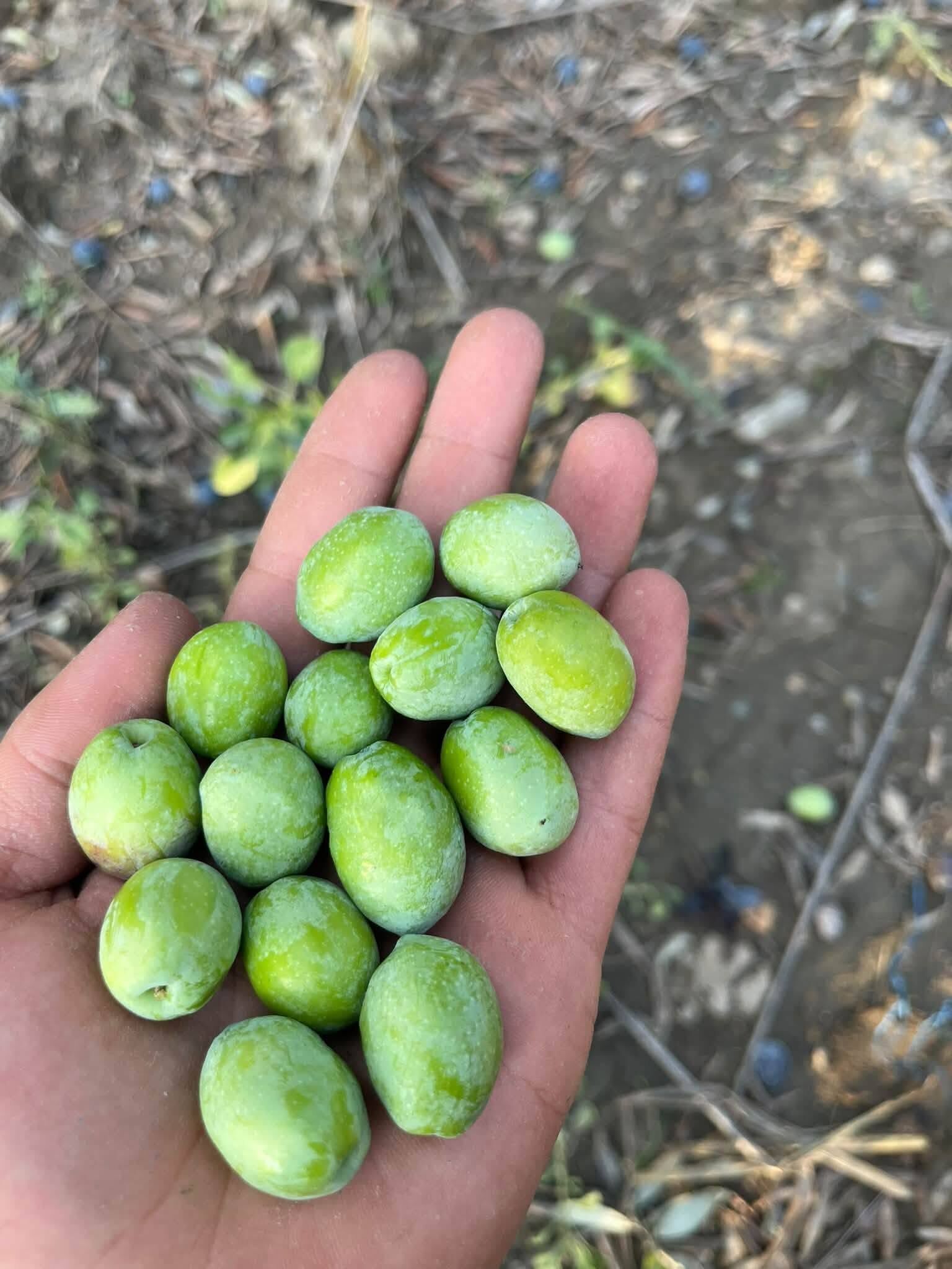 Osmaniye’de 2026 Zeytin Sezonu Başladı