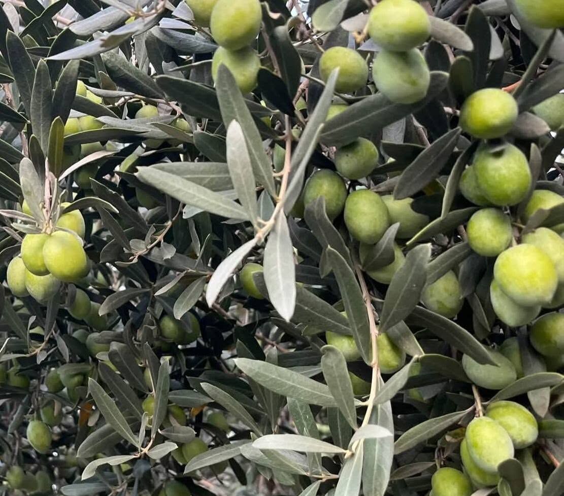 Osmaniye’de 2026 Zeytin Sezonu Başladı (2)
