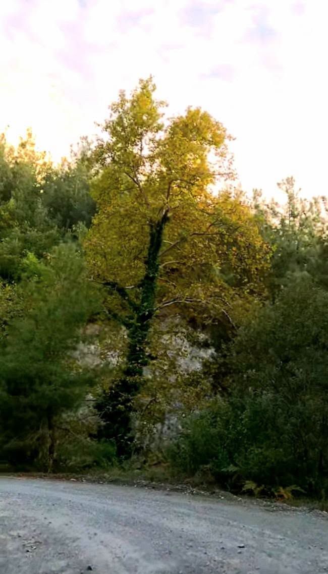Osmaniye’de Kengerli’den Çona’ya Yayla Yolculuğu2