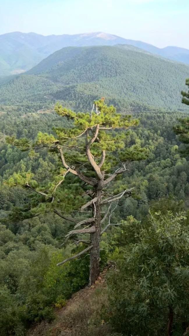 Osmaniye’de Kengerli’den Çona’ya Yayla Yolculuğu3