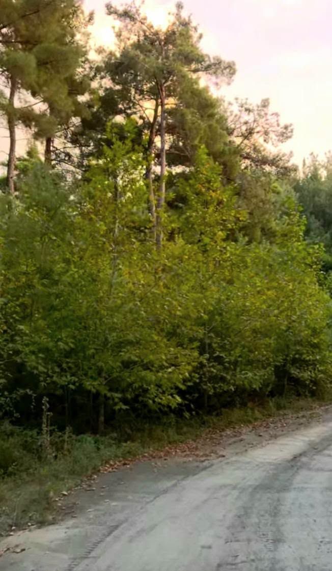 Osmaniye’de Kengerli’den Çona’ya Yayla Yolculuğu4