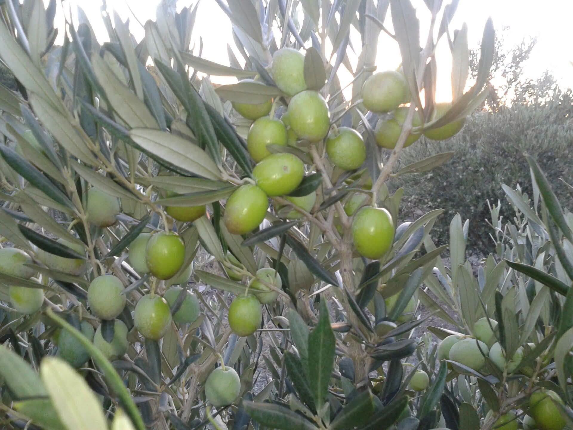 Osmaniye’de Zeytin Ve Zeytinyağı Üretiminin Yolculuğu1