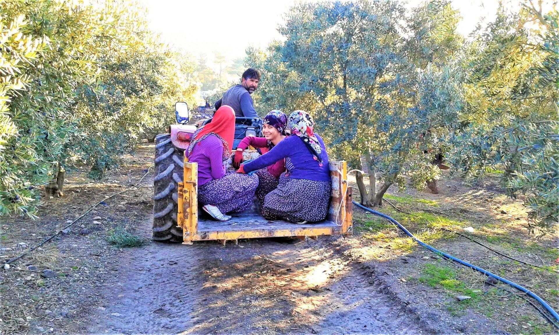 Osmaniye’de Zeytin Ve Zeytinyağı Üretiminin Yolculuğu2