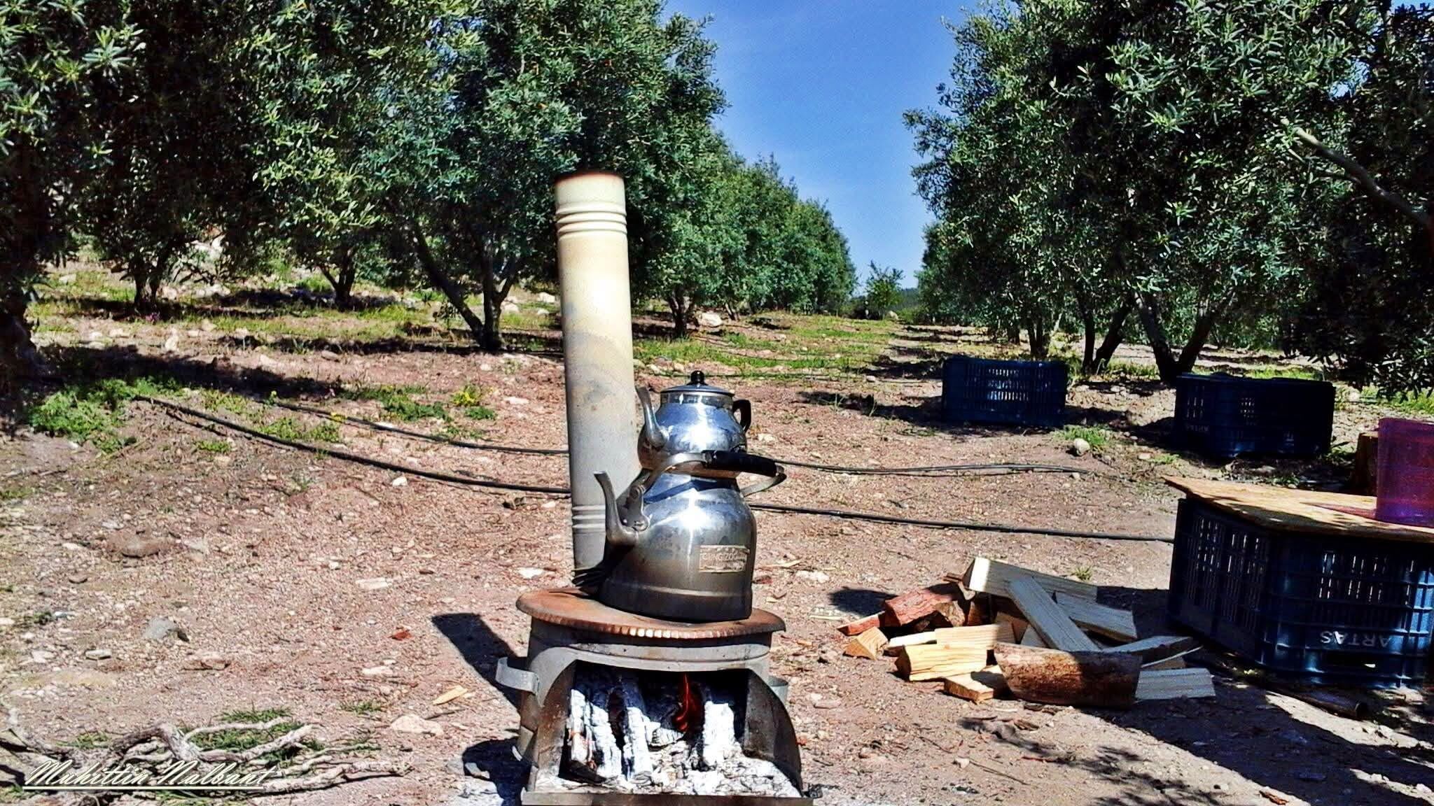 Osmaniye’de Zeytin Ve Zeytinyağı Üretiminin Yolculuğu8