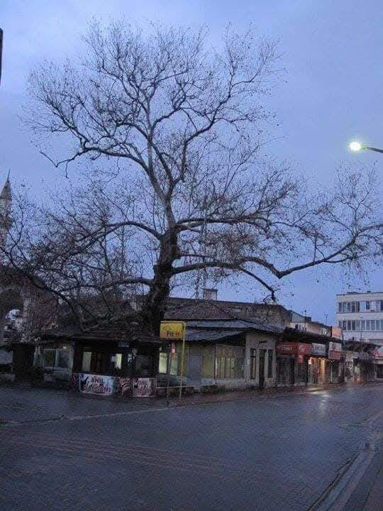 Osmaniye’nin Hafızasında Tarihi Çınarlı Kahve (2)