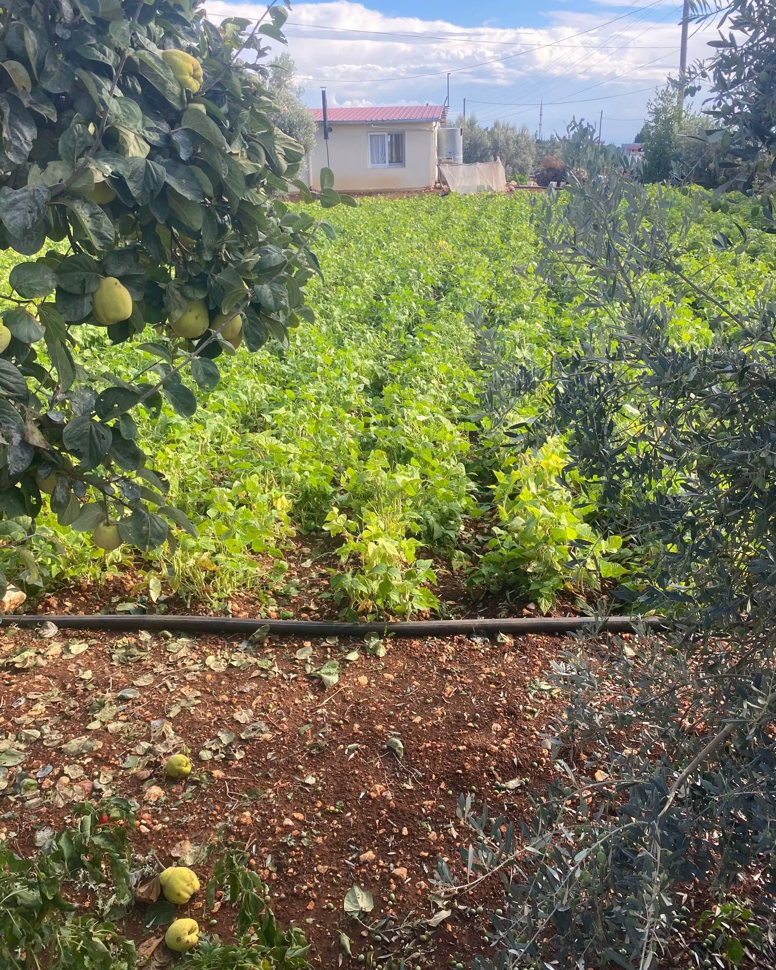 Silifke’de Dolu Zararı İçin Ziraat Odası Sahaya İndi2