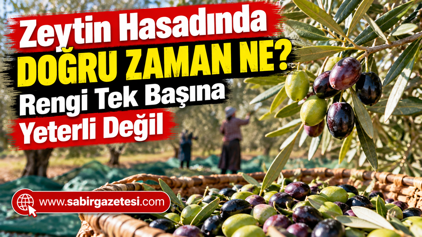 Zeytin Hasadında Doğru Zaman Ne? Rengi Tek Başına Yeterli Değil